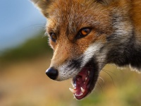 Liska obecna - Vulpes vulpes - Red Fox 2098